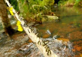 Many yellow, black and white butterfly on the long rope with waterfall background. Beautiful insect. Amathusiidae, Beauty in nature and Wildlife of animal photo