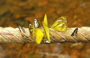 muchos amarillo, negro y blanco mariposa colgando en cuerda con borroso agua antecedentes. amathusiidae, fauna silvestre de animal, belleza en naturaleza y grupo de insecto. foto