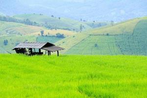 Farmer hut, home or house stay on green paddy field with colorful of high mountain background with copy space. Natural wallpaper, Nature landscape at Ban Pa Pong Pieng, Chiang Mai, Thailand. Harvest photo