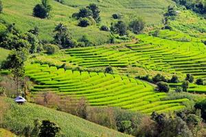 Many farmer huts, home or house staying on Rice terraces or field. Nature landscape at Ban Pa Pong Pieng, Chiang Mai, Thailand. Agricultural area and harvest. Beautiful view and Natural wallpaper. photo