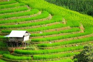 Farmer huts, home or house staying on Rice terraces or field. Nature landscape at Ban Pa Pong Pieng, Chiang Mai, Thailand. Agricultural area and harvest. Beautiful view and Natural wallpaper. photo