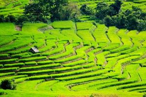 Farmer huts, home or house staying on Rice terraces or field. Nature landscape at Ban Pa Pong Pieng, Chiang Mai, Thailand. Agricultural area and harvest. Beautiful view and Natural wallpaper. photo