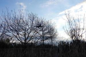 trees without leaves on their branches in the winter season photo