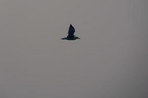 oiseaux solitaires sur le sable de la plage foto