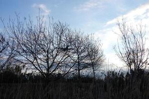 arboles sin hojas en su ramas en el invierno temporada foto