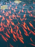 detalle Mira de naranja japonés pescado nadar en fuente foto