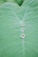 Wedding ring in Colocasia esculenta L photo