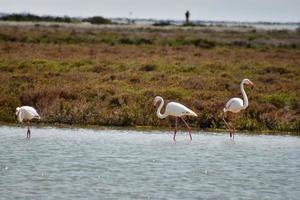 Flamingos in the water photo