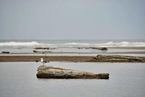 Seagulls on the coast photo