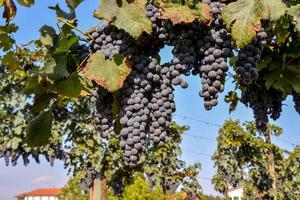 Grapes on the vine photo