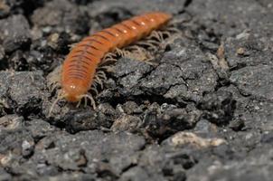Red Brown Centipede on the Floor photo
