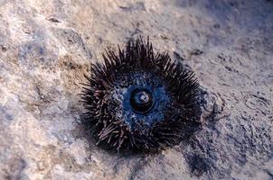 Spiky sea urchin photo