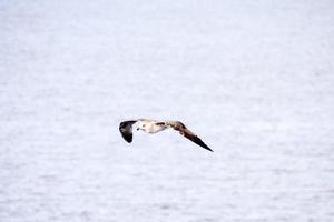 Gaviota volador terminado el agua foto