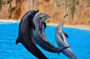 Dolphins on a water tank photo