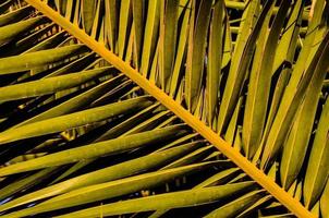 Palm leaf close up photo