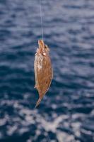Fish on a hook photo