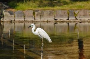 Egret Bird in the water photo