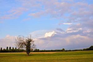 Green grass field photo