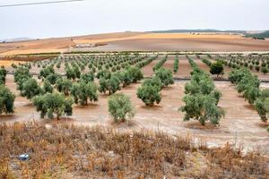 View of the orchard photo