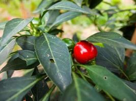 Leaves and berries photo