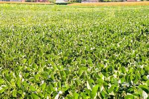 Field of crops photo