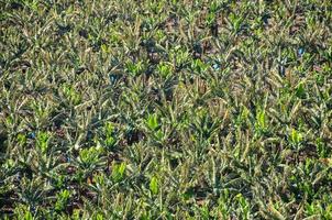 Field of crops photo