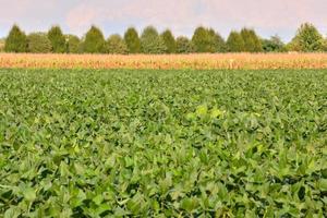 Field of crops photo