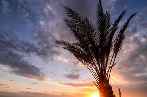 Palm tree and cloudy sky photo