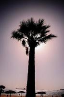 Palm tree silhouette photo