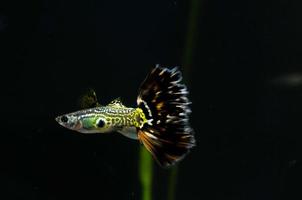 Betta fish swimming photo