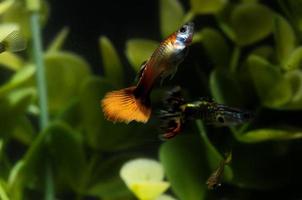 Betta fish swimming photo