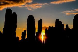 puesta de sol detrás cactus foto