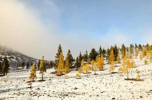 paisaje nevado de invierno foto