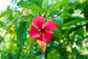 Background flower or bunga sepatu photo