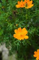 amarillo flores atención en verde hojas antecedentes foto