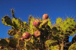 Cacti plant close-up photo