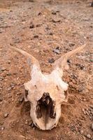 Ram skull in the dirt photo
