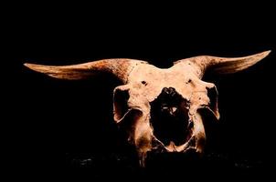 Ram skull on dark background photo