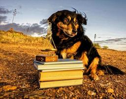 Dog with stack of books photo