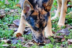 Dog sniffing the grass photo