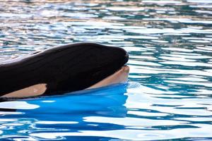 orca ballena nadando foto