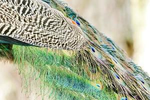 Colorful peacock feathers photo