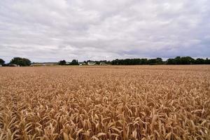 Wheat field in summer photo