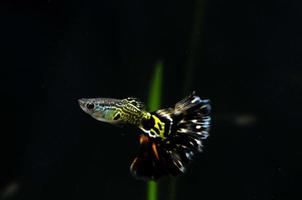 Swimming Betta Fish photo