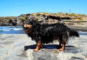 Wet dog on the coast photo