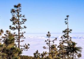 Trees growing in the mountain photo