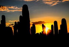 cactus y puesta de sol foto