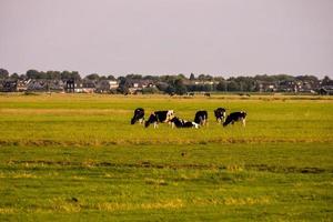 Cows grazing on the field photo