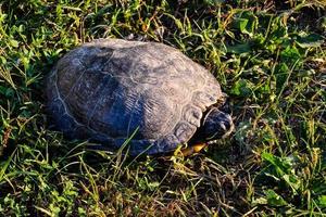 Painted turtle basking photo