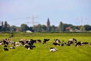 Cows grazing in summer photo